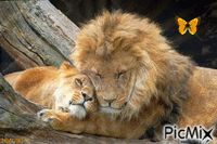 Maman et bebe lion - GIF animado gratis