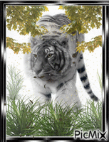 A paso de tigre. - GIF animasi gratis