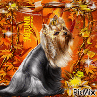 autumn dog - Δωρεάν κινούμενο GIF