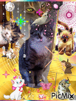 C'est la fête des chats - Безплатен анимиран GIF