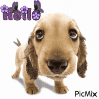 Friendly Puppy - Free animated GIF