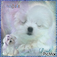 concours Bichon - Free animated GIF