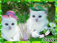 le chat mimi - GIF animé gratuit