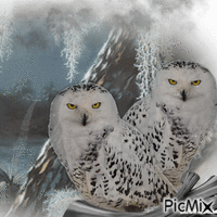 owl GIF animé