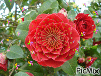rosa rossa - Darmowy animowany GIF