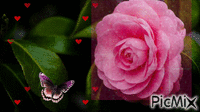 trandafir - Besplatni animirani GIF