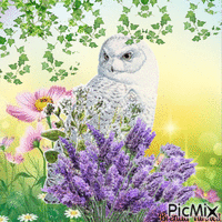 spring owl