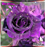 For you violet rose - GIF animado gratis