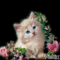 Kitten animerad GIF