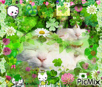 clover cats animovaný GIF