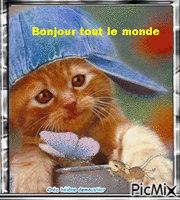 HD chat bonjour tout le monde - Бесплатный анимированный гифка