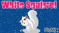 White Squirrel - GIF animé gratuit