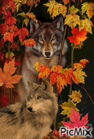 Lobos en otoño Animiertes GIF