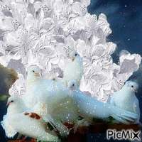 holubičky animovaný GIF