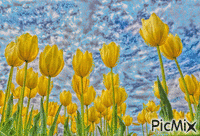 tulipány GIF animé