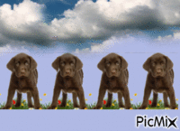 Dogs animovaný GIF
