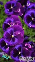 Purple Ponsies animovaný GIF