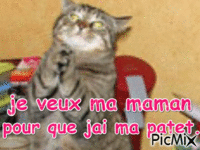 le chat 动画 GIF