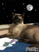 tom my cat - Ilmainen animoitu GIF