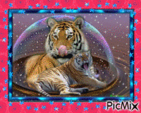 Tigre et Tigresse ♥♥♥ GIF animado