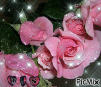 rosas rosadas tls - Gratis animerad GIF