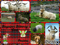 goat - Gratis geanimeerde GIF