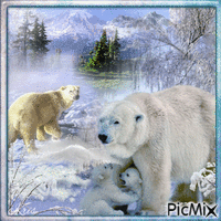 Famille d'ours blancs