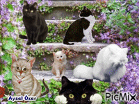 Kedilerim - Ücretsiz animasyonlu GIF