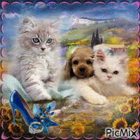 chat chausseur - Free animated GIF