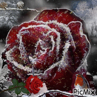 Rosa de invierno