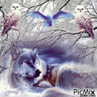 owl and wolf