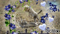 Cheetah play - GIF animé gratuit