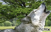 Wolf <3 - GIF animé gratuit