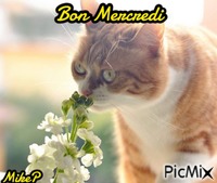 bon mercredi - Бесплатный анимированный гифка