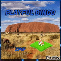 Playful Dingo GIF แบบเคลื่อนไหว