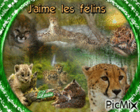 Les Félins ♥♥♥ animovaný GIF