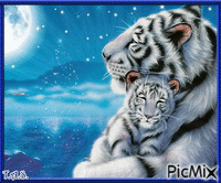 Tigre - Gratis animerad GIF