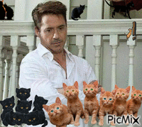 we have cats - 免费动画 GIF