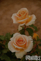 orange roses - Безплатен анимиран GIF
