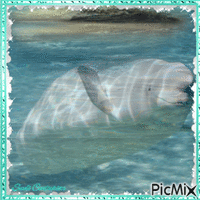 Beluga - Darmowy animowany GIF