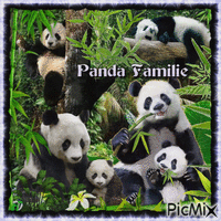 Panda Familie im Jungle