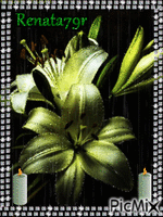 kwiaty Animated GIF