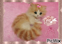 Fluffy Kitten! - Free animated GIF