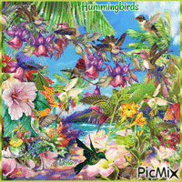 Hummingbirds - Ingyenes animált GIF