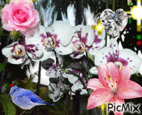 fleurs - Gratis geanimeerde GIF