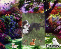 CALINE au paradis des animaux - Ücretsiz animasyonlu GIF