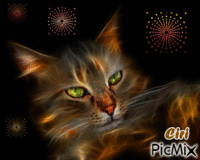 Il gatto - Free animated GIF