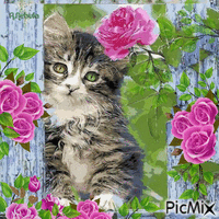 Cat and pink roses анимирани ГИФ