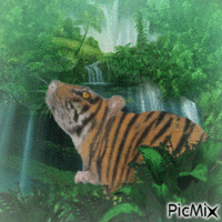 Tiger rat in jungle - GIF animé gratuit