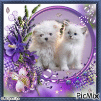 CHIEN ET CHAT BLANCS 动画 GIF